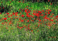 /album/galleria-foto-homepage/papaverifir-jpg/