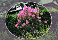 /album/galleria-foto-homepage/alberoritoccatorosafir-jpg1/