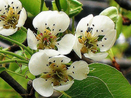 Fiori di pero.