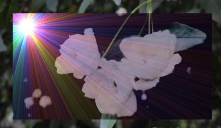 Piccole meravigliose rose di Maggio.